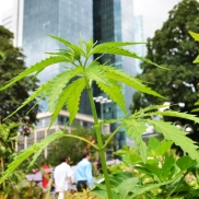 Cannabis-Diskussion der SPD im Haus am Dom