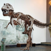 Senckenberg Museum virtuell