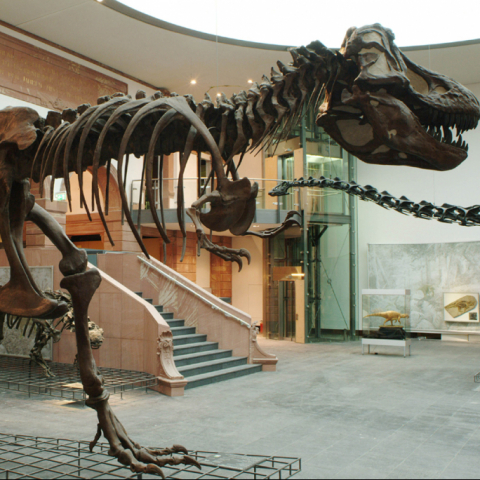 Senckenberg Naturmuseum