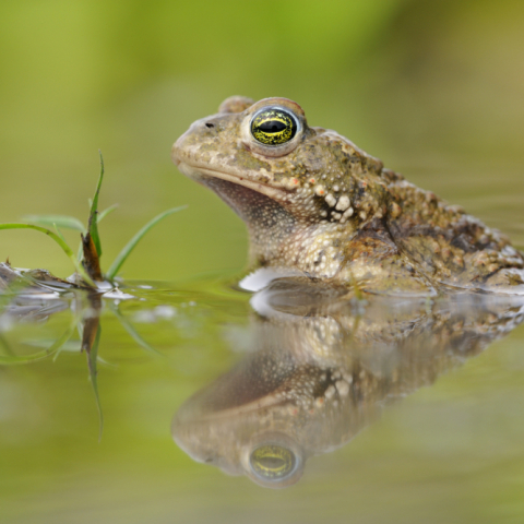 Biodiversität