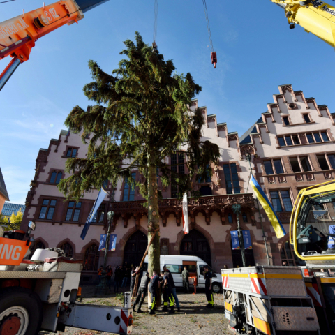 Frankfurter Weihnachtsbaum