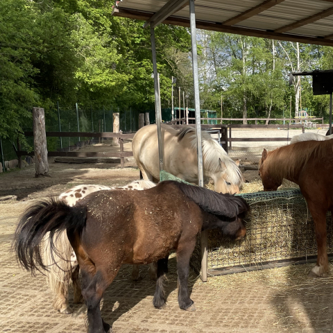 Reiter- und Lernbauernhof