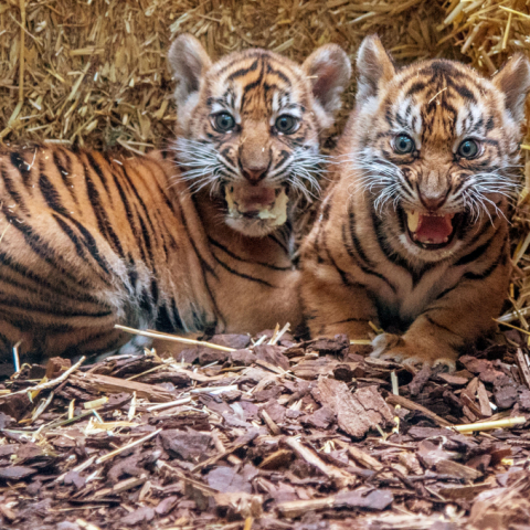 Sumatra-Tigerin Cinta