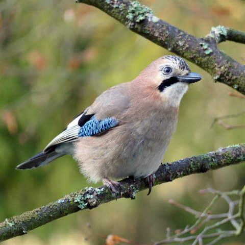 „Stunde der Wintervögel“